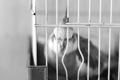 View of cat in cage
