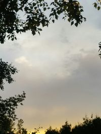 Low angle view of trees against sky