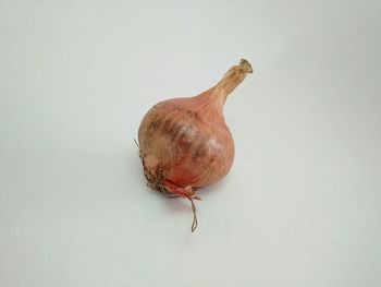 Red onion on the white background