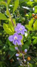 Close-up of purple flowers blooming outdoors