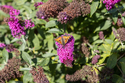 Close-up of butterfly on plant