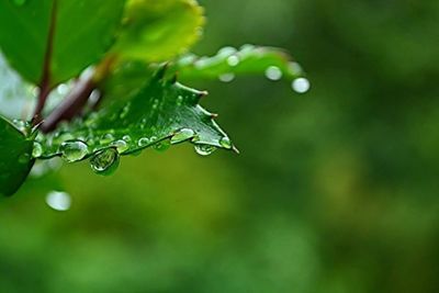 Close-up of water drops on leaf