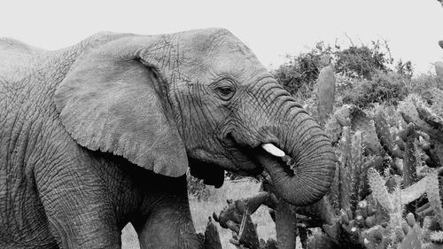 Close-up of elephant against clear sky