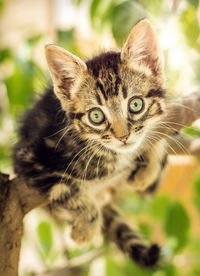 Close-up portrait of tabby cat