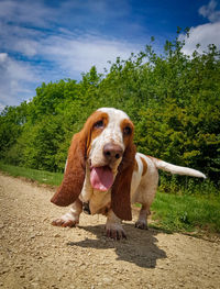 Portrait of dog on dirt road