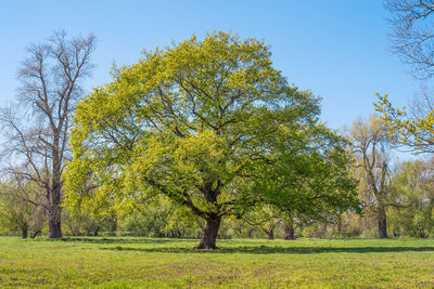 Trees on field against clear sky