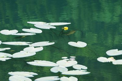 Close-up of lotus water lily in lake