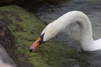 Close-up of swan in lake