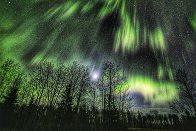Low angle view of trees in forest against sky at night