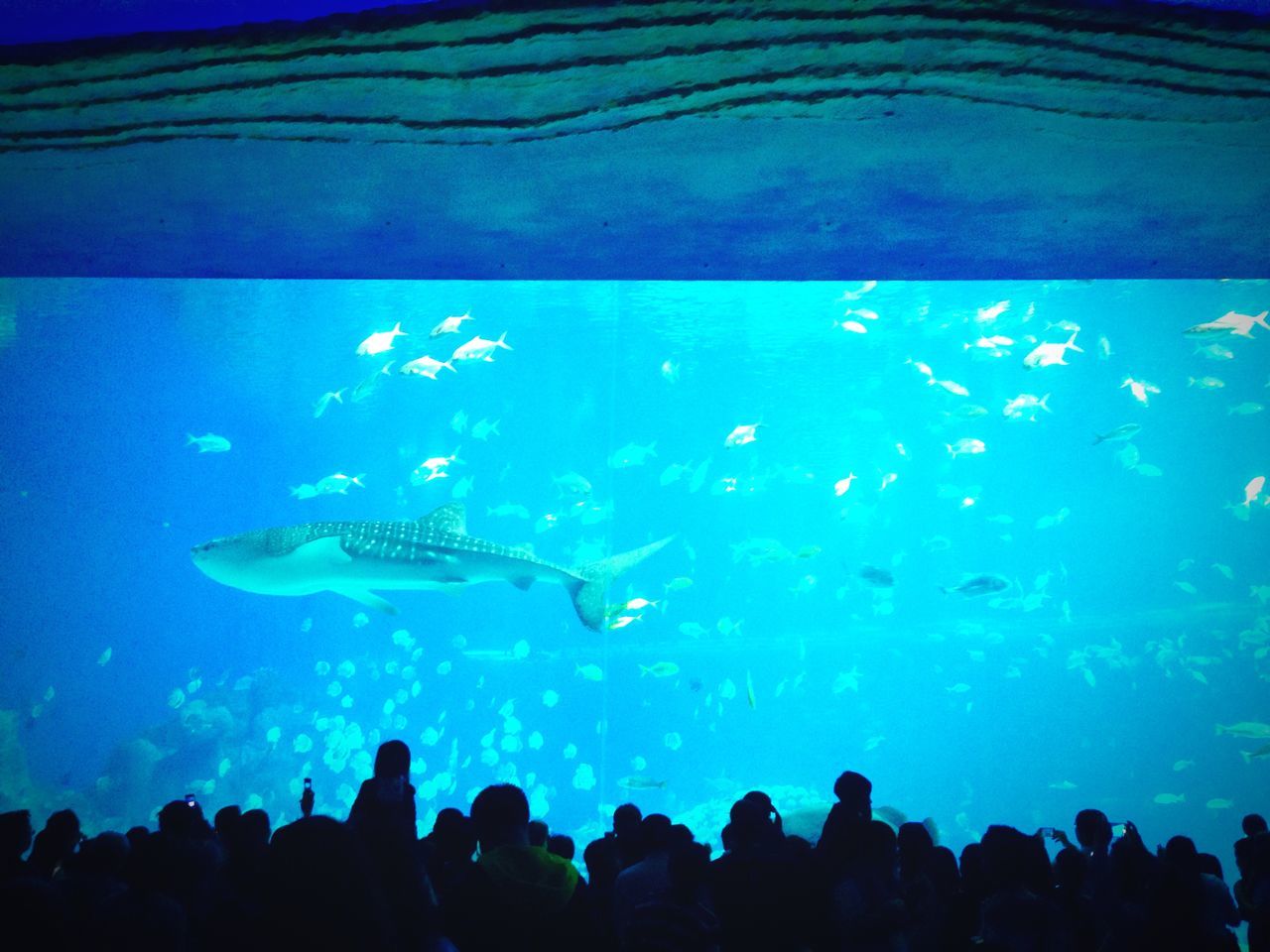 blue, underwater, swimming, water, fish, animal themes, sea life, large group of people, undersea, wildlife, togetherness, sea, indoors, aquarium, men, crowd, animals in the wild, silhouette