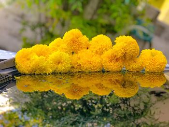 Close-up of yellow marigold flowers