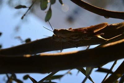 Close-up of grasshoppers mating