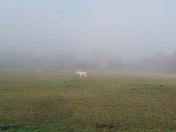 fog