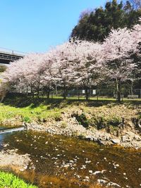 View of cherry blossom by river against sky