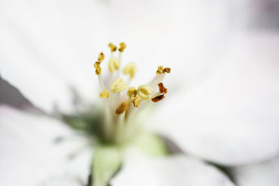 Close-up of white flower