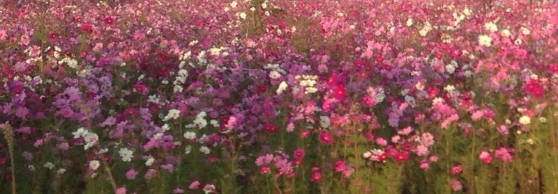 Pink flowers blooming on field