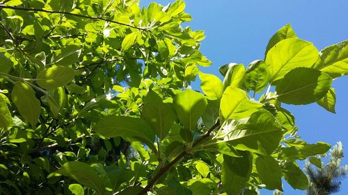 Low angle view of leaves against blue sky