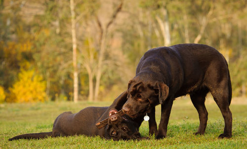 Two labrador retriever playing with stick on lawn