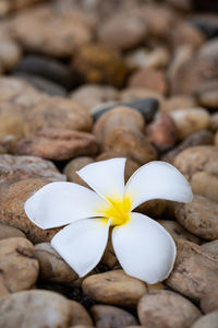 Close-up of white frangipani flowers on rock