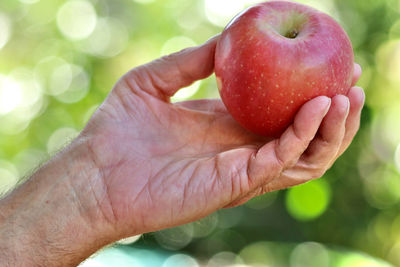 Close-up of hand holding apple