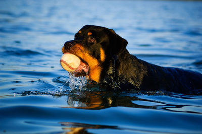 Close-up of dog in water