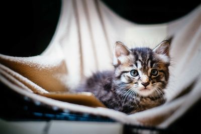 Portrait of kitten at home