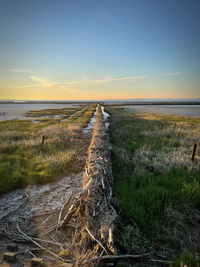 Driftwood on beach against sky during sunset