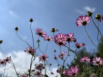 Close-up of pink cosmos flowers against sky