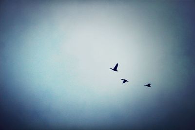 Low angle view of birds flying in sky