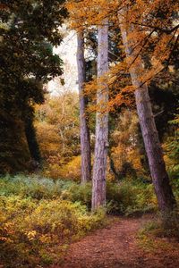 Trees in forest during autumn