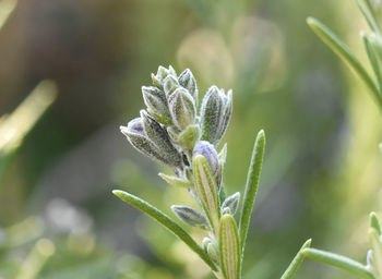 Close-up of butterfly on plant