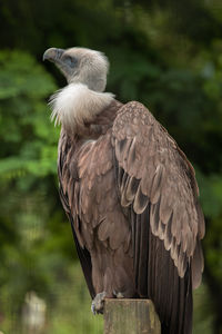 Close-up of eagle perching