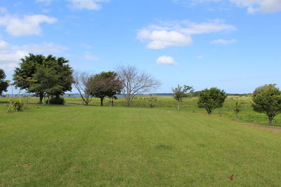 Trees on field against sky