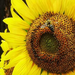 Close-up of sunflower