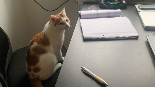 Cat sitting on table