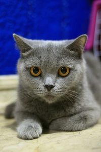 Close-up portrait of cat relaxing at home