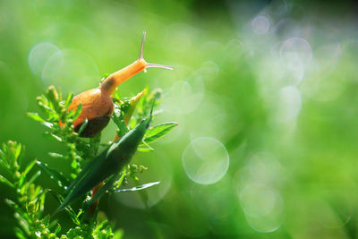 Close-up of lizard on plant