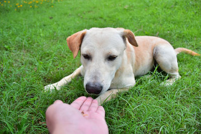 Close-up of dog hand on grass