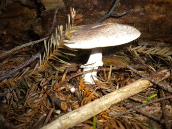 High angle view of mushroom