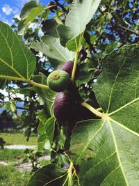 Close-up of fruits on tree