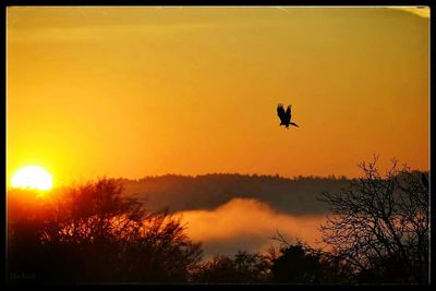 Silhouette of trees at sunset