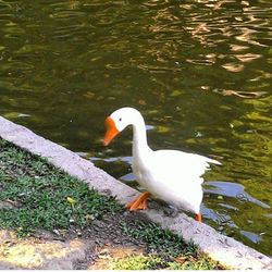 High angle view of swan swimming on lake