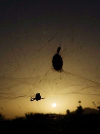 Low angle view of silhouette bird flying in sky