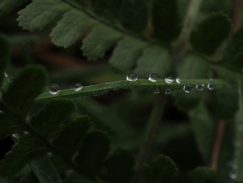 Close-up of raindrops on leaves