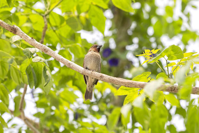 Low angle view of bird perching on branch