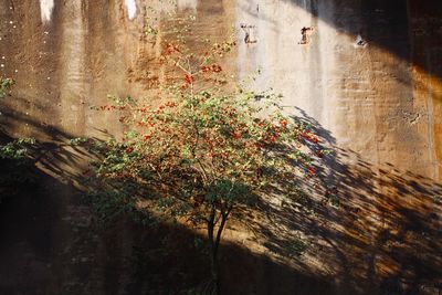 Close-up of flowering plants against wall