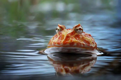 Close-up of frog in water