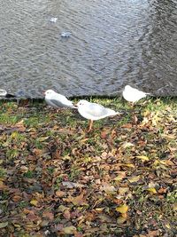 High angle view of white birds by lake
