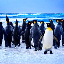 Flock of birds on beach