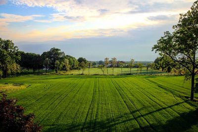 Scenic view of agricultural field against sky